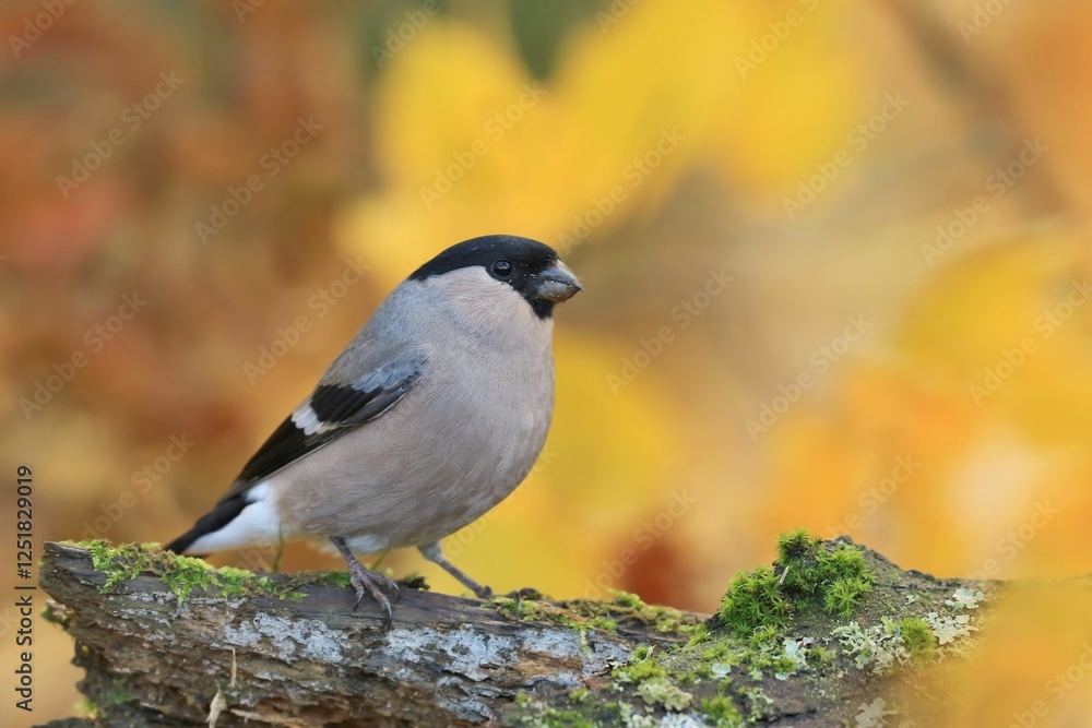 Obraz premium A female fullfinch sits on the ground. Pyrrhula pyrrhula. Closeup portrait of a bullfinch. 