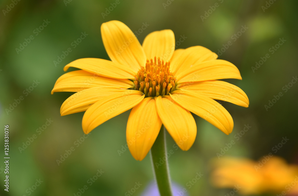 Gorgeous Yellow False Sunflower Blooming and Flowering Gorgeous Yellow False Sunflower Blooming and Flowering
