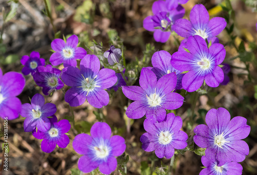 medicinal herbs, medicinal flowers photos