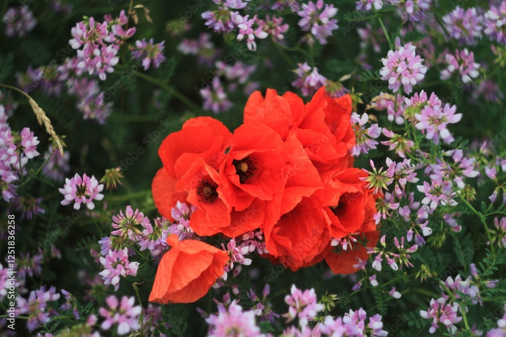 Red poppies among pink small flowers Red poppies among pink small flowers