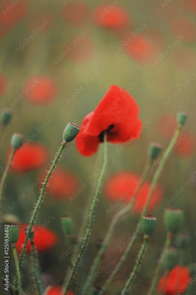 Naklejka premium red poppy in a green field