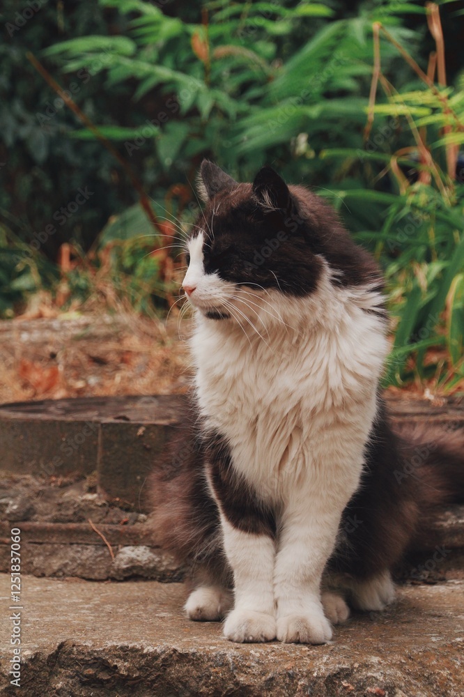 White black cat sits on the garden White black cat sits on the garden