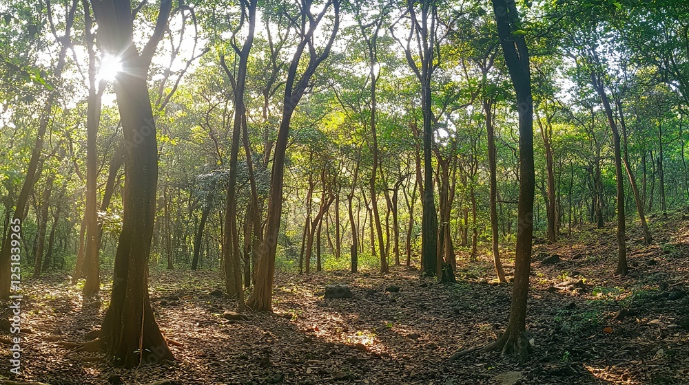 Fototapeta premium Sunlight filtering through trees in a vibrant forest nature scene peaceful environment scenic viewpoint