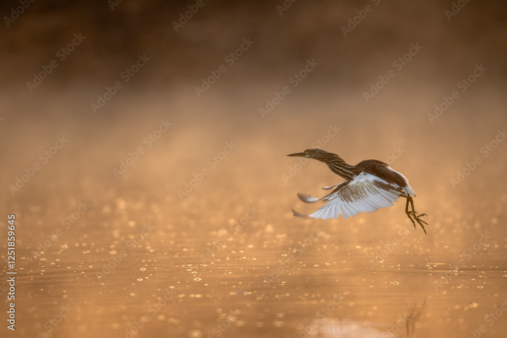 Indian pond Heron Flying over Pond in Sunrise 