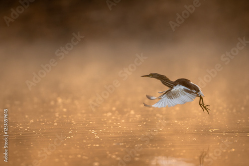 Obraz na płótnie Indian pond Heron Flying over Pond in Sunrise w salonie