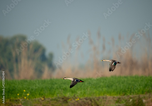 Indian Spot Billed Ducks Flying  photo