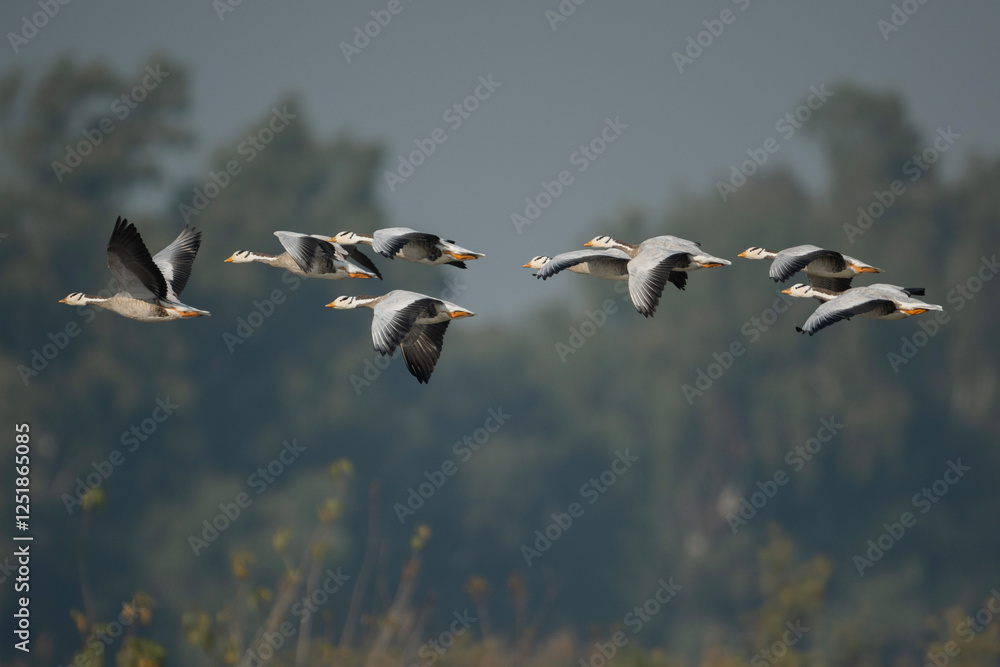 Bar headed Geese in Flight