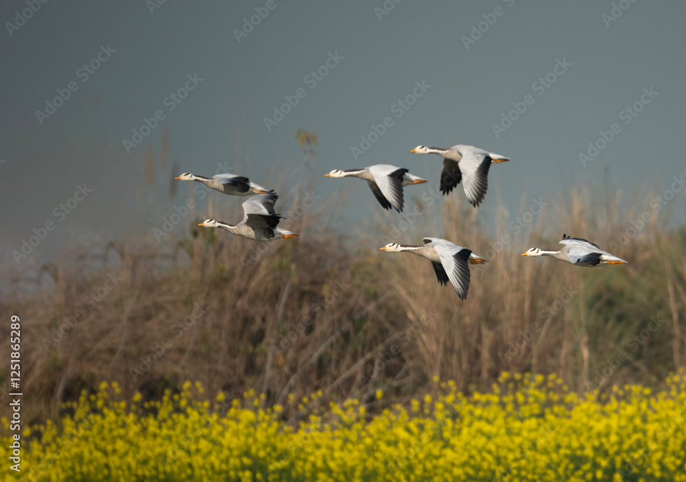 Bar headed Geese in Flight