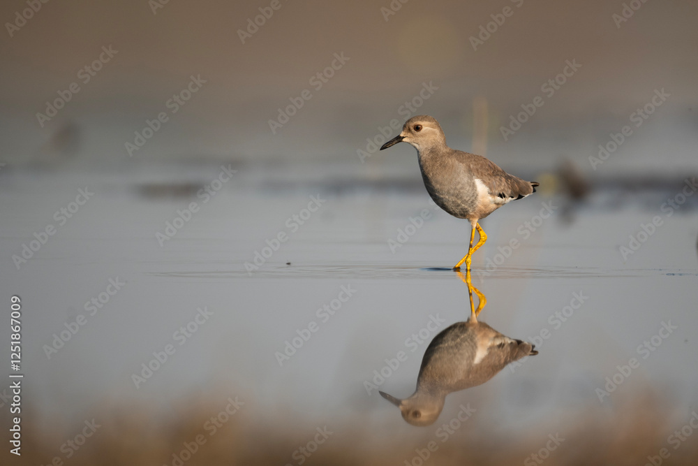 White tailed Lapwing Feeding in Riverside