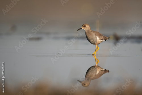 Obraz na płótnie White tailed Lapwing Feeding in Riverside w salonie