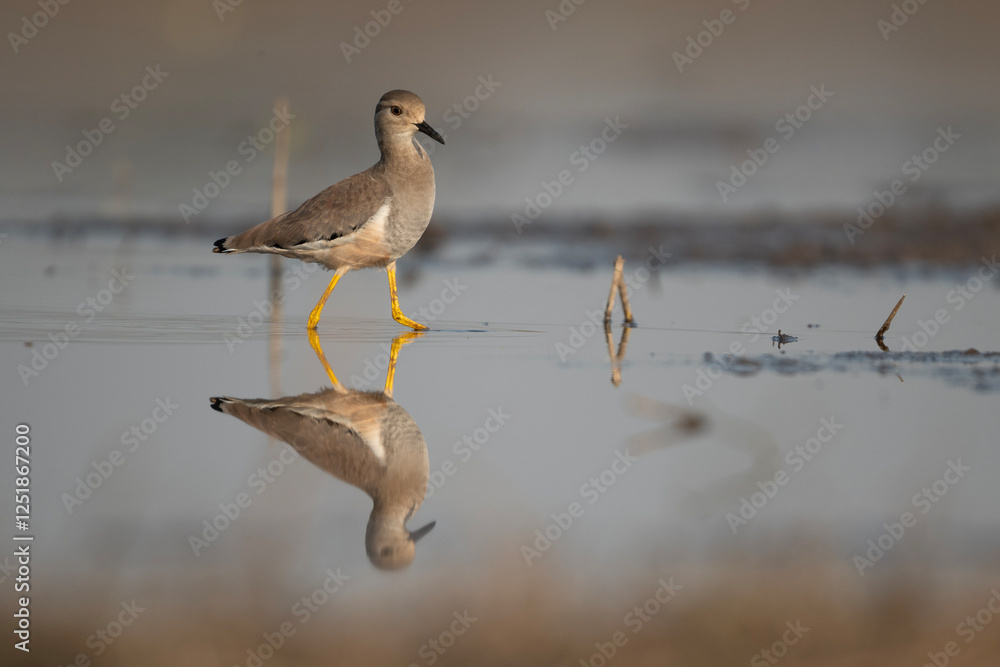 White tailed Lapwing Feeding in Riverside