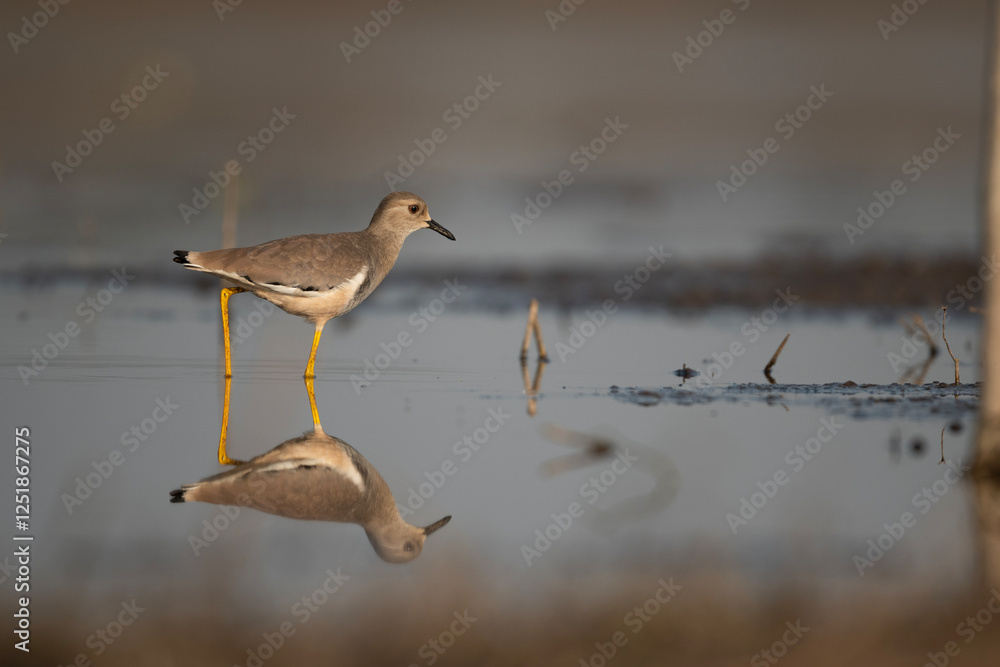 White-tailed lapwing  Feeding in Morning