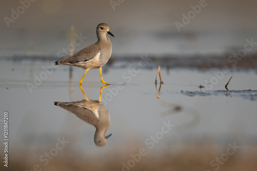 Obraz na płótnie White tailed Lapwing Feeding in Riverside w salonie