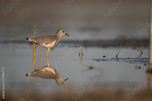 Obraz na płótnie White-tailed lapwing Feeding in Morning w salonie