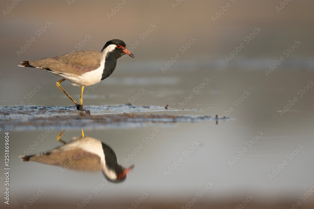 Red-wattled lapwing in wetland