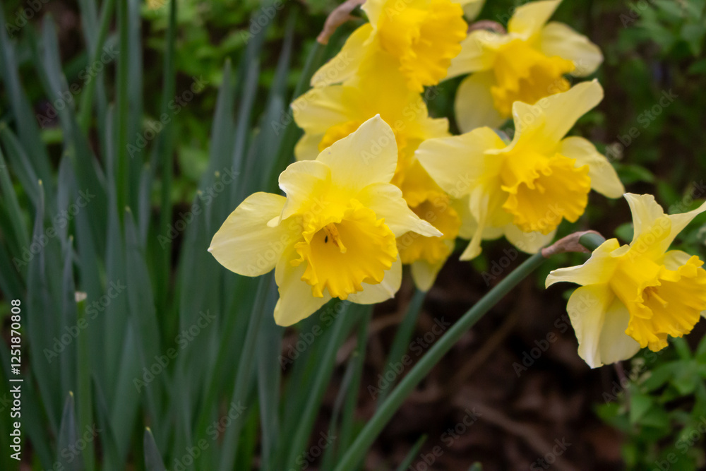 Beautiful yellow Daffodil flowers blooming in a spring garden Beautiful yellow Daffodil flowers blooming in a spring garden