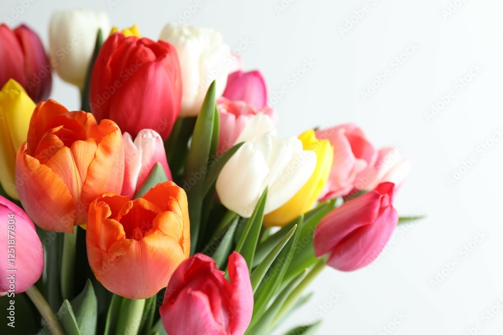Beautiful fresh tulips on white background Beautiful fresh tulips on white background