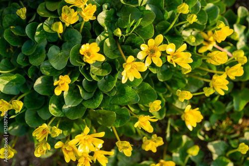 yellow flowers with green leaves of the Kalta variety photo