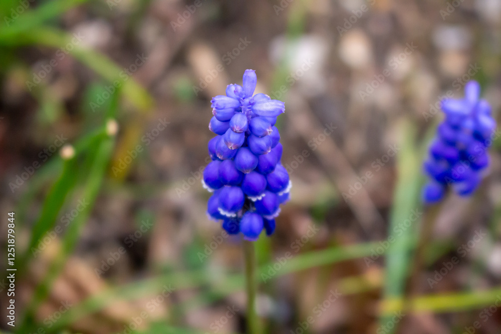Close-up of a blue grape hyacinth flower with a blurry background Close-up of a blue grape hyacinth flower with a blurry background