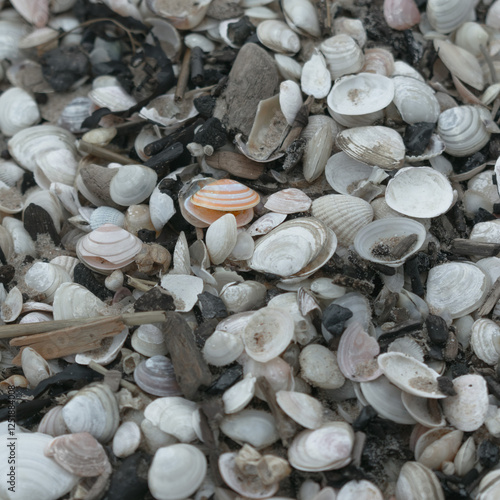 A seashell has been found.