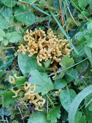 Clavulinopsis corniculata, commonly known as Meadow Coral fungus, wild mushroom from Finland photo