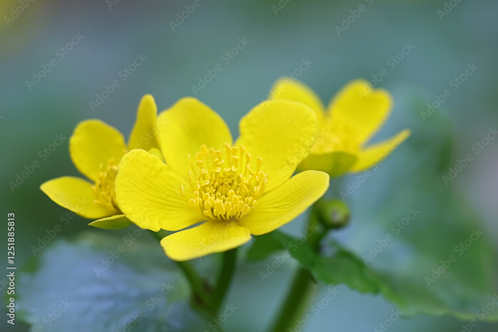 Caltha palustris, commonly known as marsh-marigold or kingcup, wild plant from Finland Caltha palustris, commonly known as marsh-marigold or kingcup, wild plant from Finland