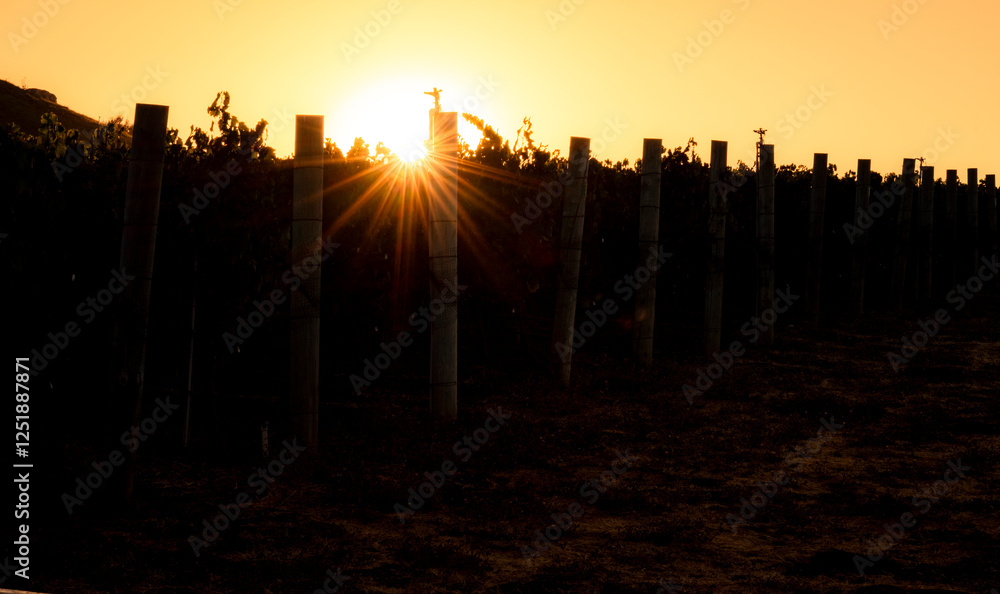 The sun rests on top of grape vine plants creating beams of light cascading over the silhouette of the farmland, coupled with a small road next to it The sun rests on top of grape vine plants creating beams of light cascading over the silhouette of the farmland, coupled with a small road next to it