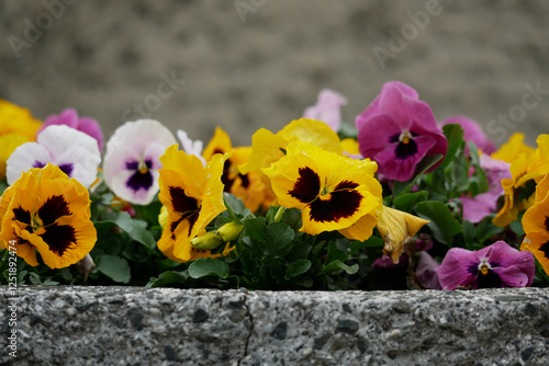 colorful blossoms of primula in a concrete pot in front of a gray wall photo