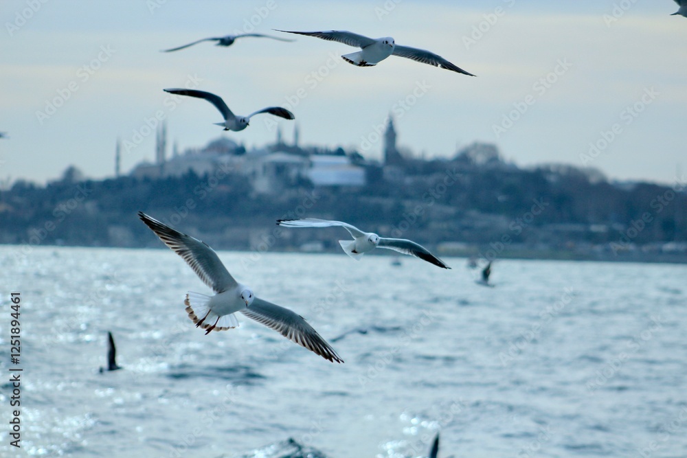 Obraz premium seagulls in flight