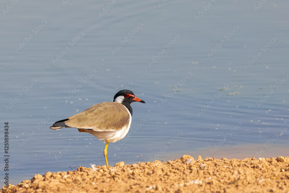 Red wattled Lapwing birds along blue water pond Red wattled Lapwing birds along blue water pond