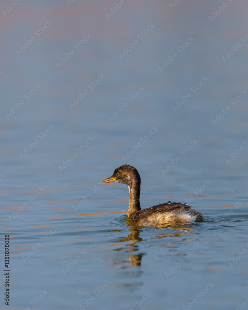 The little grebe bird, also known as dabchick in the lake. The little grebe bird, also known as dabchick in the lake.