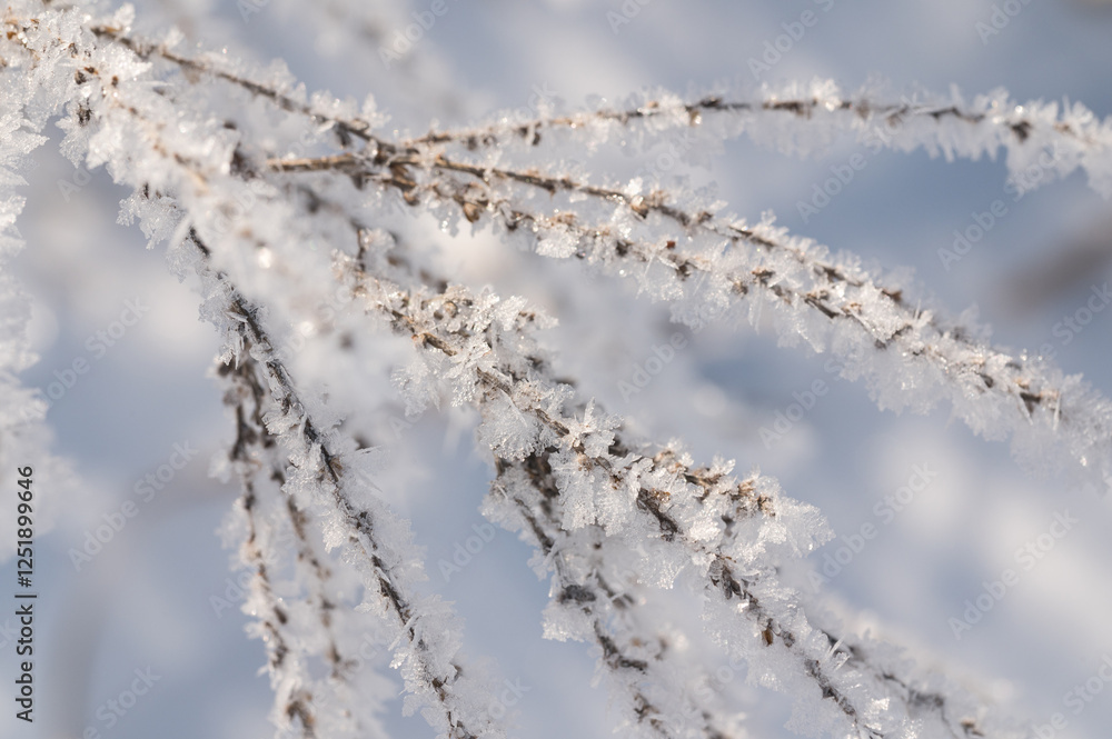 Frozen icicles and snowflakes during the winter season Frozen icicles and snowflakes during the winter season