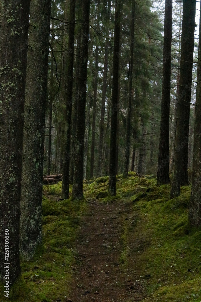 Obraz premium path in forest