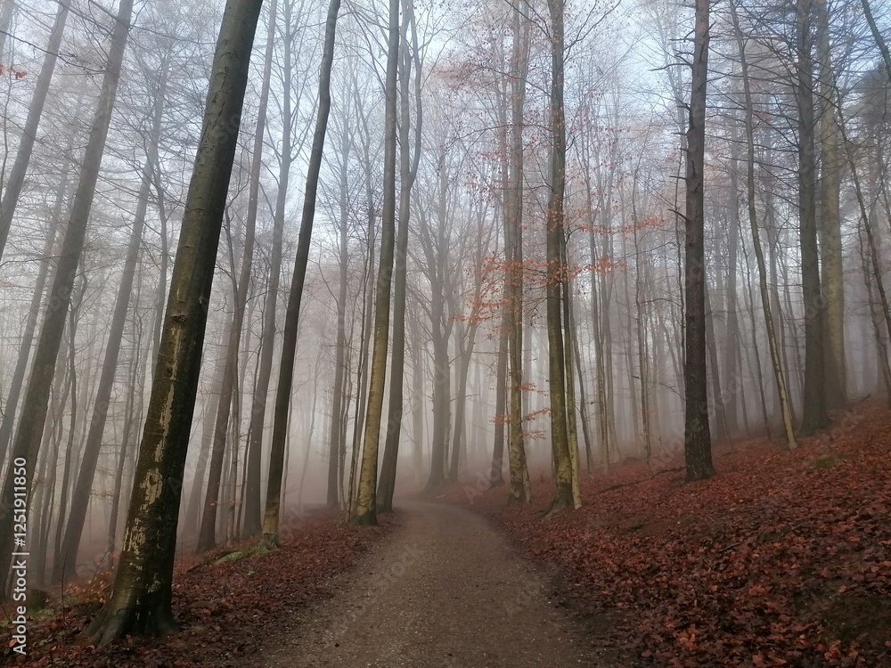 path in the forest path in the forest