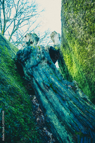 Sunlight Peeking Through Mossy Trees - Rocher Branlant in Jardin des Chirons - Largeasse photo