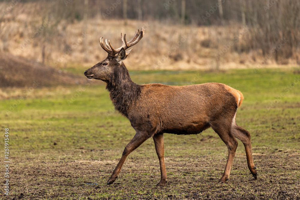 Obraz premium A deer with large antlers moves through a muddy field surrounded by dry grass and sparse trees, depicting a natural setting in late autumn or early spring.