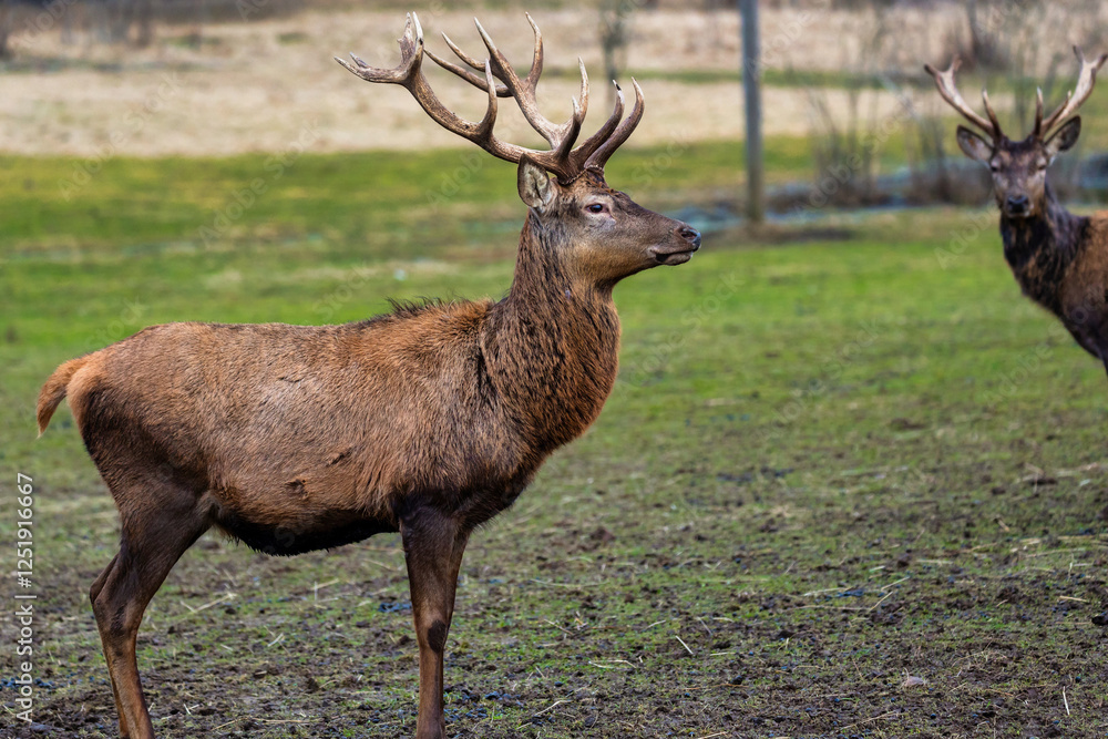 Two deer stand on a grassy field, one in the foreground with large branched antlers. Sparse vegetation and a sandy patch are visible in the distance. Two deer stand on a grassy field, one in the foreground with large branched antlers. Sparse vegetation and a sandy patch are visible in the distance.