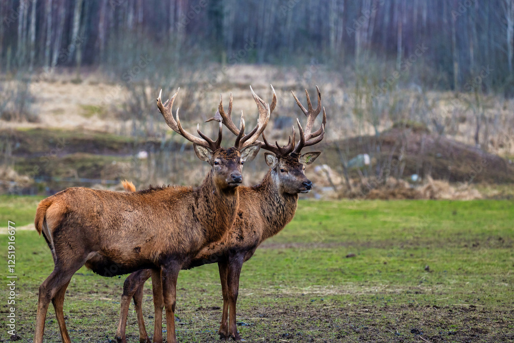 Two deer with intricate antlers stand on a grassy field, surrounded by sparse vegetation and tall, leafless trees in a woodland during a colder season.