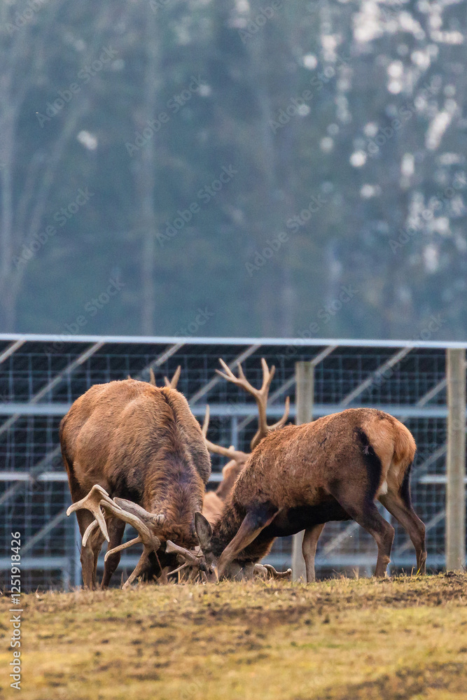 Deer with prominent antlers interact on a grassy field near a metal fence. Tall trees in the blurred background add depth to the enclosed setting.