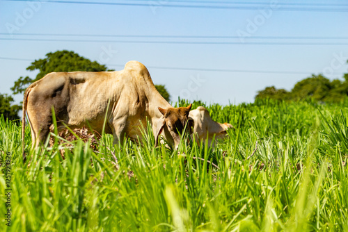 Um rebanho com poucos animais, comendo capim no campo, em um dia claro com céu azul. photo