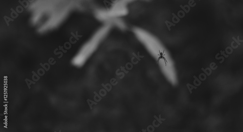 A small spider is in the center of the web on the background of a light sheet, black and white photo