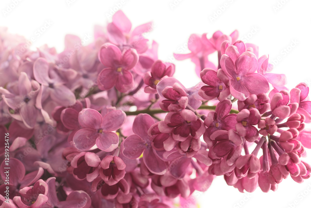 Purple pink Lilac flower branch bouquet on white. Selective soft focus. Nature light background. Purple pink Lilac flower branch bouquet on white. Selective soft focus. Nature light background.