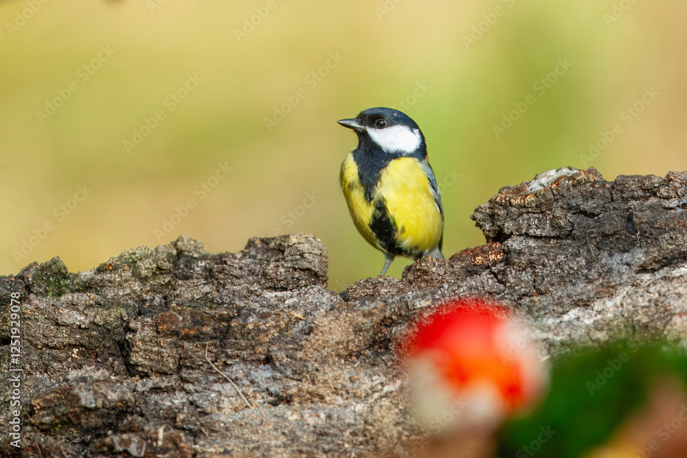 Obraz premium Great tit close up ( Parus major )on a branch, Impressive clean nature background in sunset.