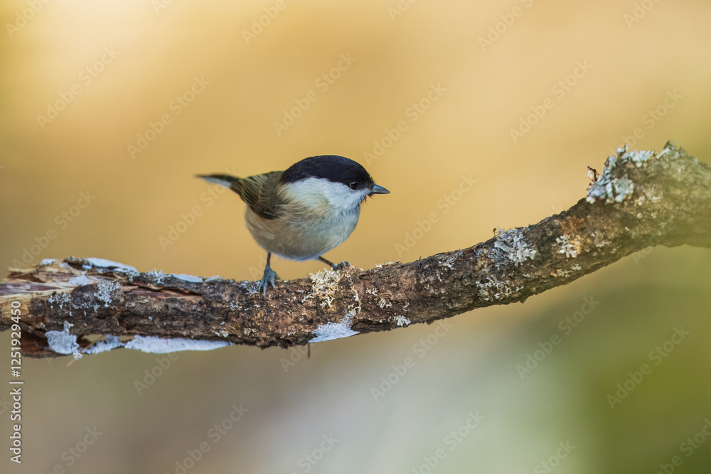 Obraz premium Willow Tit , Poecile montanus or Parus montanus perched on on a branch, Impressive clean nature background in sunset.
