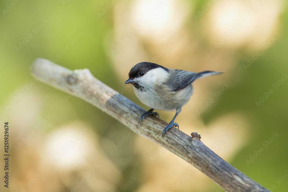 Obraz premium Willow Tit , Poecile montanus or Parus montanus perched on on a branch, Impressive clean nature background in sunset.