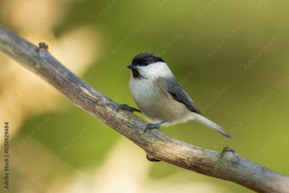 Willow Tit , Poecile montanus or Parus montanus perched on on a branch, Impressive clean nature background in sunset. Willow Tit , Poecile montanus or Parus montanus perched on on a branch, Impressive clean nature background in sunset.