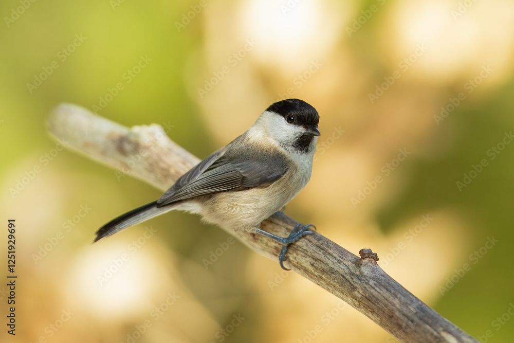Naklejka premium Willow Tit , Poecile montanus or Parus montanus perched on on a branch, Impressive clean nature background in sunset.