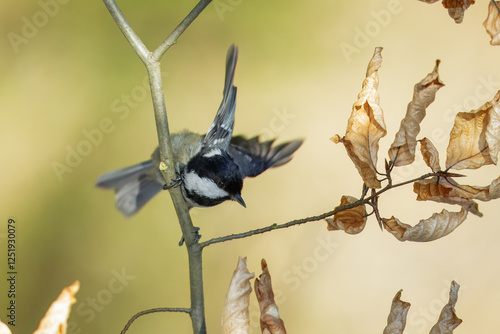 Coal tit (Periparus ater) perched on on a branch, Impressive clean nature background in sunset. photo