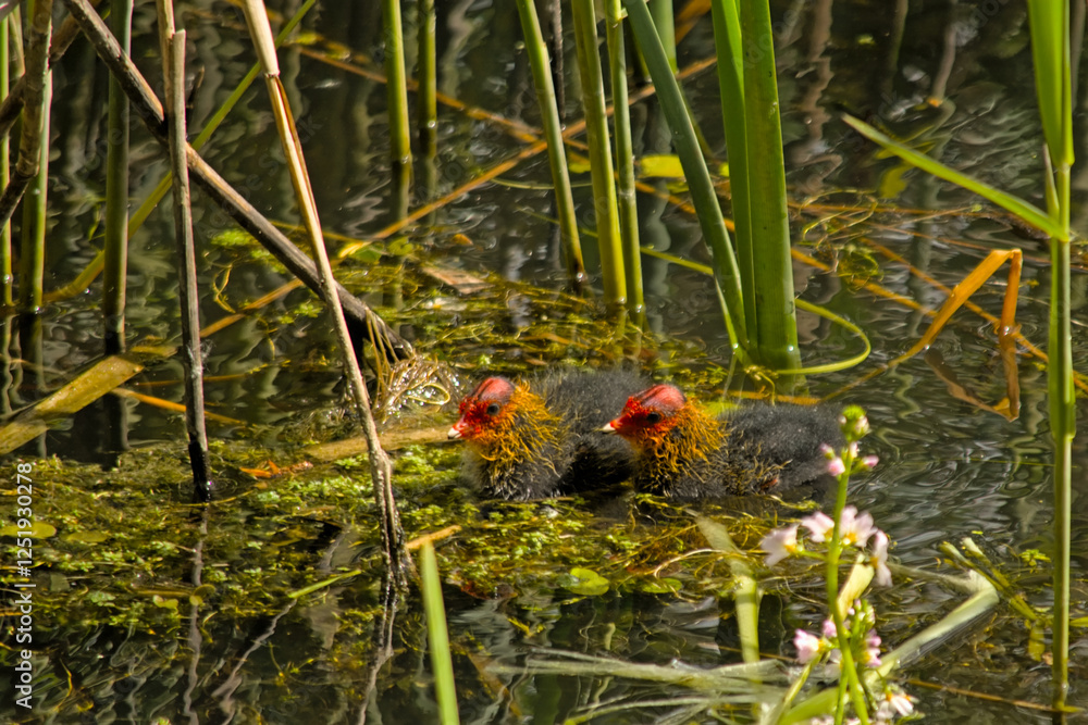 Eurasian coot chicks hiding in green reed in Bourgoyen nature reserve, Ghent, Flanders, Belgium- Fulica atra Eurasian coot chicks hiding in green reed in Bourgoyen nature reserve, Ghent, Flanders, Belgium- Fulica atra