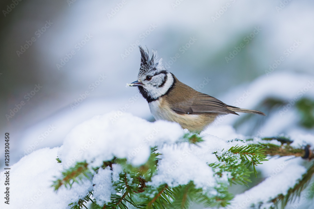 Fototapeta premium The crested tit or European crested tit (Lophophanes cristatus) (formerly Parus cristatus) perched on on a snowy branch, Impressive clean nature winter background.